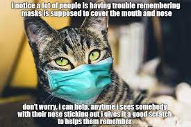 thank you kitty in 2021 animal humour funny cat memes cat memes