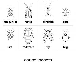 They disappear in about 2 days. Kitchen Ants Types Is There More Than One Kind Catch It Ltd