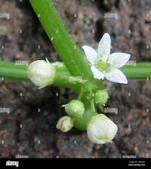 Image result for Zehneria parvifolia