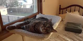 Warning:this product can expose you to chemicals including lead, which is known to the state of california to cause cancer and/or reproductive harm. Do It Yourself Window Perches For Cat Cat Window Perch Cat Window Cat Window Bed