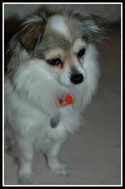 They typically inherit their coat length from the chihuahua parent, so it does vary between litters. Maltese Chihuahua Mix Ralph By Dogs On Deviantart