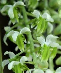 Image result for Diaphananthe fragrantissima