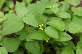 Image result for Calyptocarpus vialis