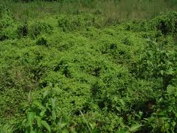 Image result for Lygodium microphyllum