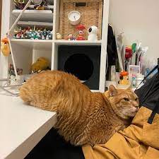 instagram 上的瑪民一枚 嚕嚕 這樣真的好睡嗎 黃阿瑪的後宮生活 嚕嚕 嚕寶貝追踨 lovefumeancat my talking tom