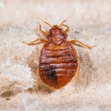 Image result for Bed Bug