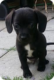 Below are brief descriptions of some of our dogs that are available for adoption. 140 Urgent Tx Pets Need Adoptions Now Ideas Pets Adoption Pet Adoption