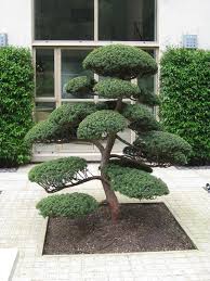 Japanische bäume für den garten kaufen. Japanischer Wolkenbaum Bonsais Feldwebel Juniperus Virg 39 Glauca 39 Kau Zen Garten Garten Japanischer Garten