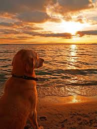 He Sat There Peacefully Watching The Sunset Then Turned To Me As If To Say It S Time To Go Home Sevimli Kopek Yavrulari Hayvan Mizahi Komik Hayvan Fotograflari