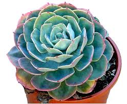Check spelling or type a new query. Buy Etongreen Live Echeveria Imbricata Blue Rose Succulent Plant Online At Low Prices In India Amazon In