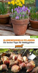 Blumenzwiebeln Werden Unterirdisch Gepflanzt Und Dringen Bei Einer Herbstpflanzung Weit In Die Erde Vor Um Sic Blumenzwiebeln Blumenzwiebeln Pflanzen Pflanzen