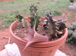 Image result for Huernia longituba