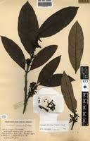 Image result for Funtumia africana