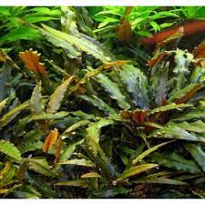 The typical habitats of cryptocoryne are mostly streams and rivers with not too rapidly flowing water, in the lowland forest. Cryptocoryne Wendtii Brown Emersed Aquatic Plant Aquarium Shopee Malaysia