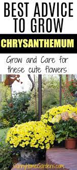 How To Grow And Care For Mums Chrysanthemums Chrysanthemum Growing Flower Fertilizer Mums Flowers