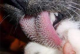 We did not find results for: Biomedical Ephemera Or A Frog For Your Boils Keratin Barbs On The Tongue And Glans Of The