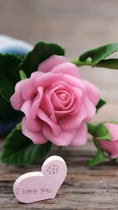 Use them in commercial designs under lifetime, perpetual fresh roses on white background, floral flowers blooming garden wedding pattern, pastel wallpaper fine art phopto, instagram flat. Pink Rose Pink Rose Flower Bonito Hd Mobile Wallpaper Peakpx