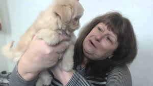 The yorkshire terriers were originally bred as a hunting dog and are known for their intelligence. Three Imperial Shih Tzu Puppies Including White Shih Tzu Puppy Karashishi Shihtzus Youtube