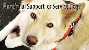 In new jersey, putting a dog in a guide dog harness to falsely represent it as a guide dog can result in a fine of $100 to $500. How To Spot A Fake Service Dog Youtube