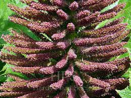 Image result for Gunnera perpensa