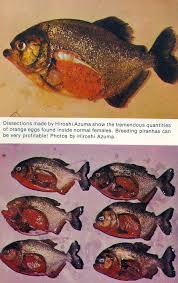 Parts Of A Piranha