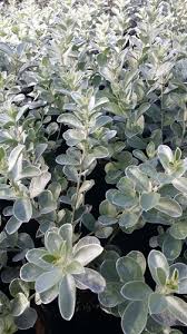 Image result for Podalyria