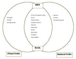 Venn Diagram Plant Animal Cells Comparison Cells Unit Part 1 Key Plant And Animal Cells Animal Cell Cell Parts