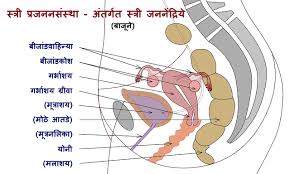 The internal/female condoms are underused due to misunderstanding of how they are used, who can use them, higher prices and difficulty in accessing them. File Female Reproductive System Internal Sex Organs Side Jpg Wikimedia Commons