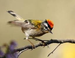 Les Oiseaux Animals Tour De France Birds