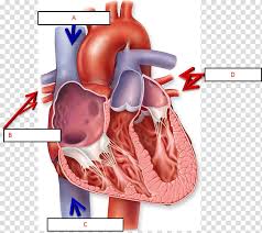 Free Download Anatomy Of The Heart Chart Human Body