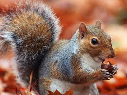 What can i put in my yard to attract squirrels? How Do Squirrels Find Their Nuts In The Winter Quartz