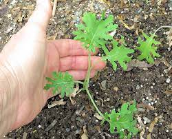 You can make many different foods with kale, including chips, smoothies, salads and stir fries. Variety Spotlight White Russian Kale Happy Acres Blog