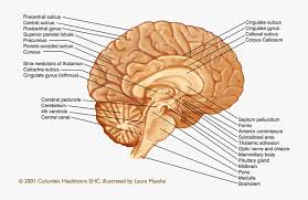 12 minutes in clinical practice, the nervous system is usually visualised in sections that cut through one of the three main orthogonal planes: Sagittal Section Of Brain Hd Png Download Transparent Png Image Pngitem