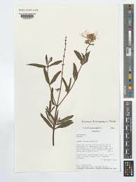 Image result for Ocimum filamentosum