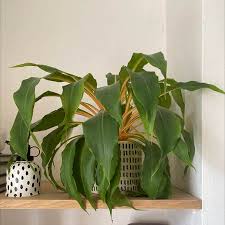 Image result for Chlorophytum affine