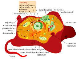 Animal cells include a huge variety of different types of cells. File Animal Cell Structure Hu Svg Wikimedia Commons