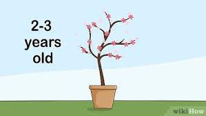 Seed kit includes cherry blossom bonsai seeds, ceramic container, potting mix, pebbles, and instruction guide. How To Grow A Cherry Blossom Tree With Pictures Wikihow