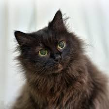 The chantilly was thought to be extinct but later rediscovered in 1960. Chantilly Tiffany Cat Breed Size Appearance Personality