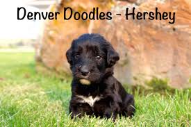 Our puppies are socialized in a family setting with plenty of love and attention, raised with children and also cats and. Denver Doodles Goldendoodle Breeder Denver Colorado