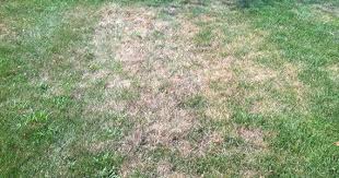 Checking if a company is properly licensed and staff a most pest control companies are legitimate but the industry can lend itself to some unscrupulous behavior. Grub Insect Control Services Tomlinson Bomberger