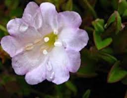 Image result for Falkia oblonga