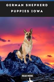 German Shepherd Puppies Iowa In 2020 Shepherd Puppies German Shepherd Puppies Dog Lovers