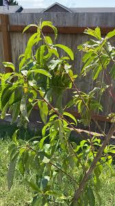 First time Peach Tree owner : r/gardening