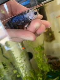 Betta Fish Sip Angelo Died In My Hand After A Slow Descent From Aging Betta Fish Betta Fish