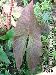 Image result for Disperis johnstonii