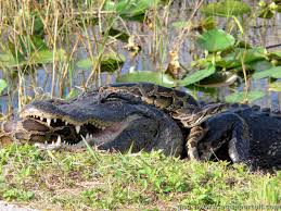 Mais, après des heures passés (malgré vous) en leur compagnie, vous viendra fatalement cette question qui devrait vous hanter pour longtemps : Proie Definition Et Explications