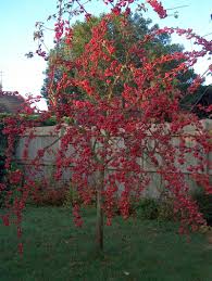 Cider Apples Crab Apple Quinces0 0red Sentinel Dec1 Jpg 800 1061 Small Trees For Garden Crabapple Tree Garden Trees