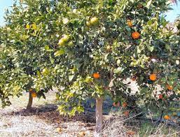 Tree vigor, site selection and external fruit quality requirements again are important considerations within this range. Fruit Cocktail Citrus Tree Lemons Limes Oranges Fruit Cocktail Tree Grafting Fruit Trees Fruit Garden