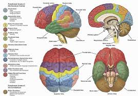 The human brain has a complex anatomy. Anatomy Of The Human Brain For Medical Neuroscience Course Mapa Cerebral Cerebro Humano Neurociencia