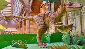 Maybe you would like to learn more about one of these? Vicious Velociraptor Tales Of A Turkey Sized Dinosaur Natural History Museum